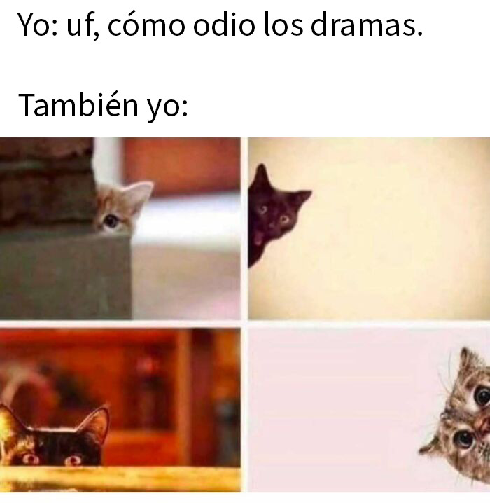 50 Funny Memes To Remind You How Awesome Cats Are