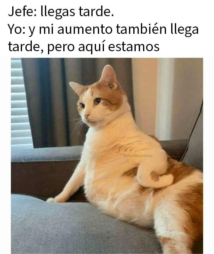 50 Funny Memes To Remind You How Awesome Cats Are