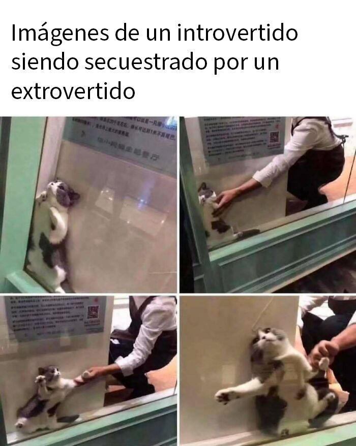 50 Funny Memes To Remind You How Awesome Cats Are