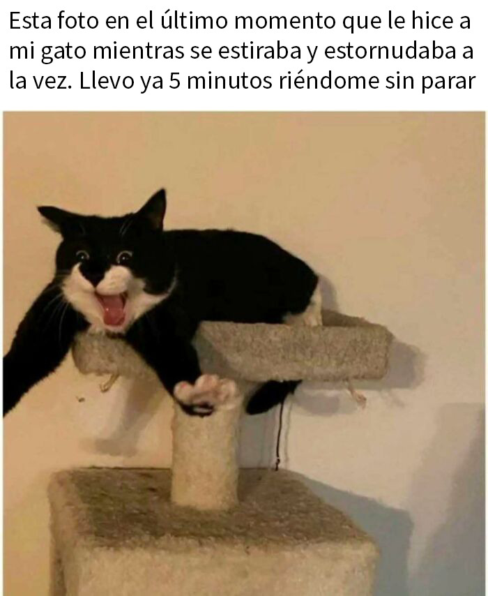 50 Funny Memes To Remind You How Awesome Cats Are