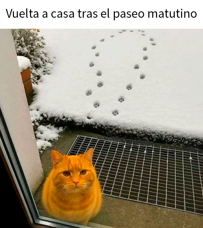 50 Funny Memes To Remind You How Awesome Cats Are