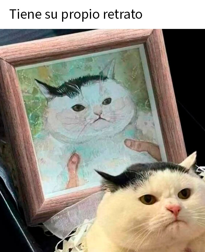 50 Funny Memes To Remind You How Awesome Cats Are