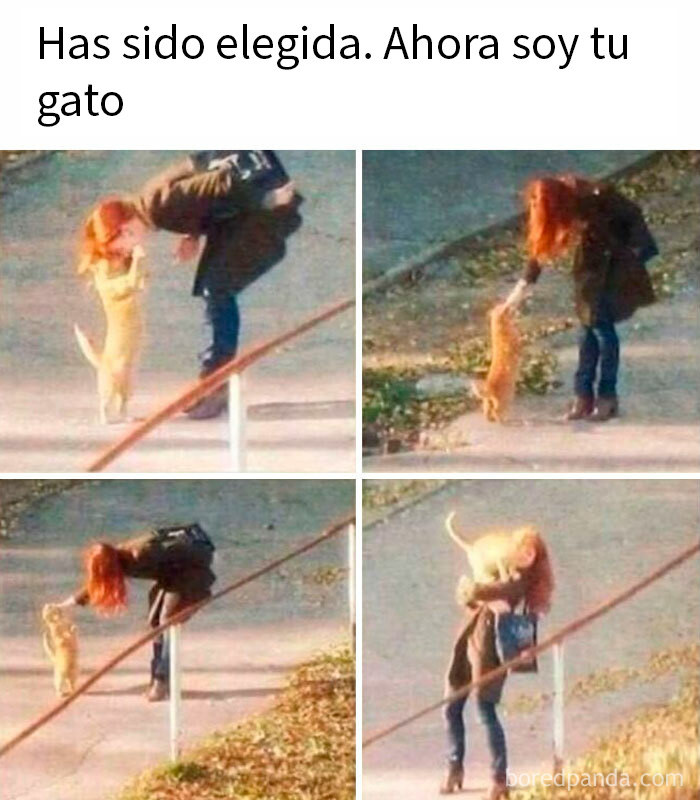 50 Funny Memes To Remind You How Awesome Cats Are