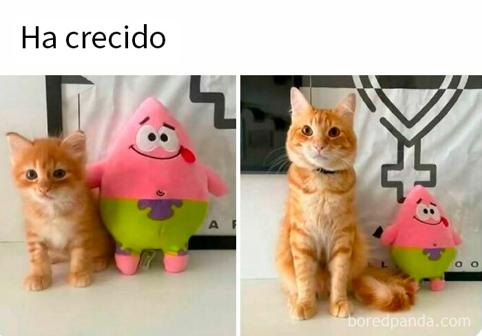 50 Funny Memes To Remind You How Awesome Cats Are