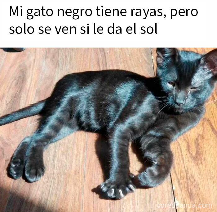 50 Funny Memes To Remind You How Awesome Cats Are