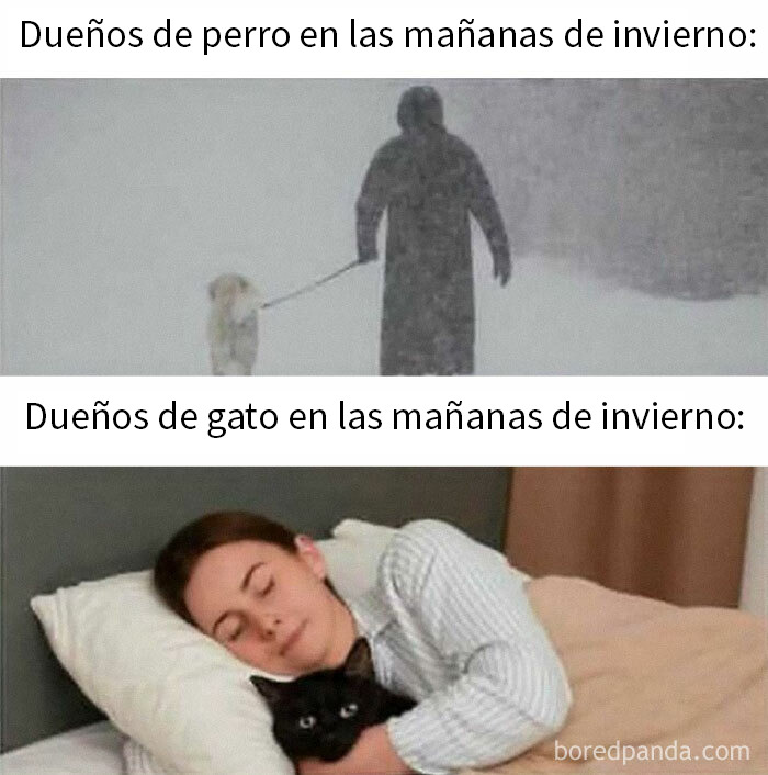 50 Funny Memes To Remind You How Awesome Cats Are