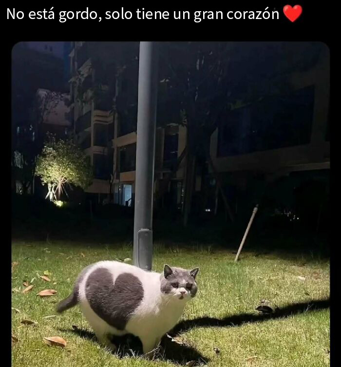 50 Funny Memes To Remind You How Awesome Cats Are