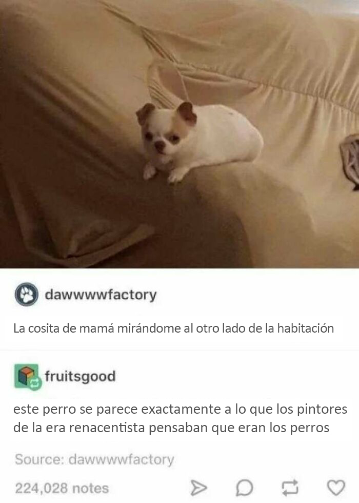 Pobre perrete