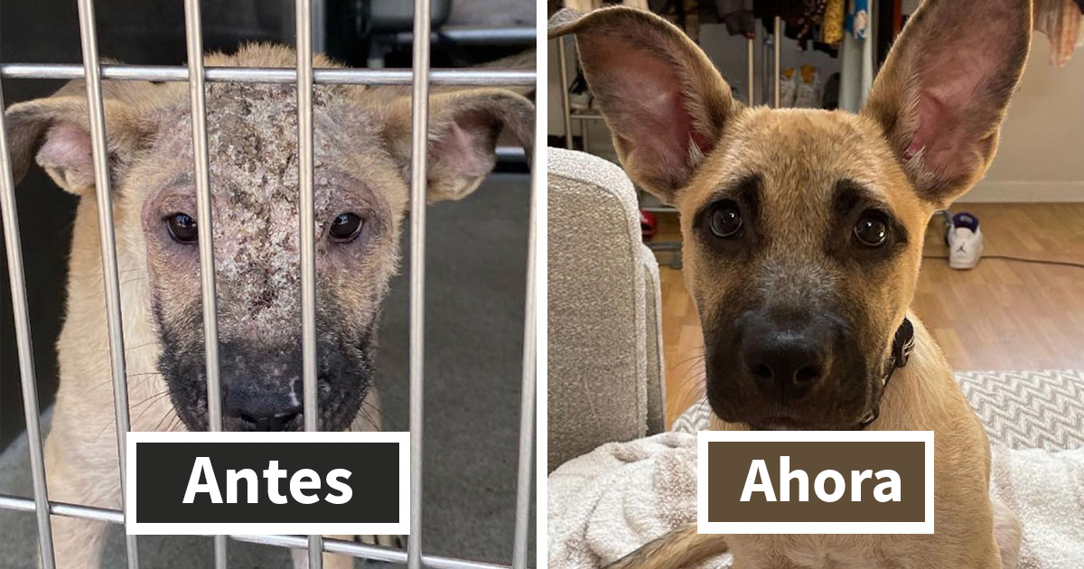 32 Fotos de perros adoptados antes y después de encontrar un hogar definitivo