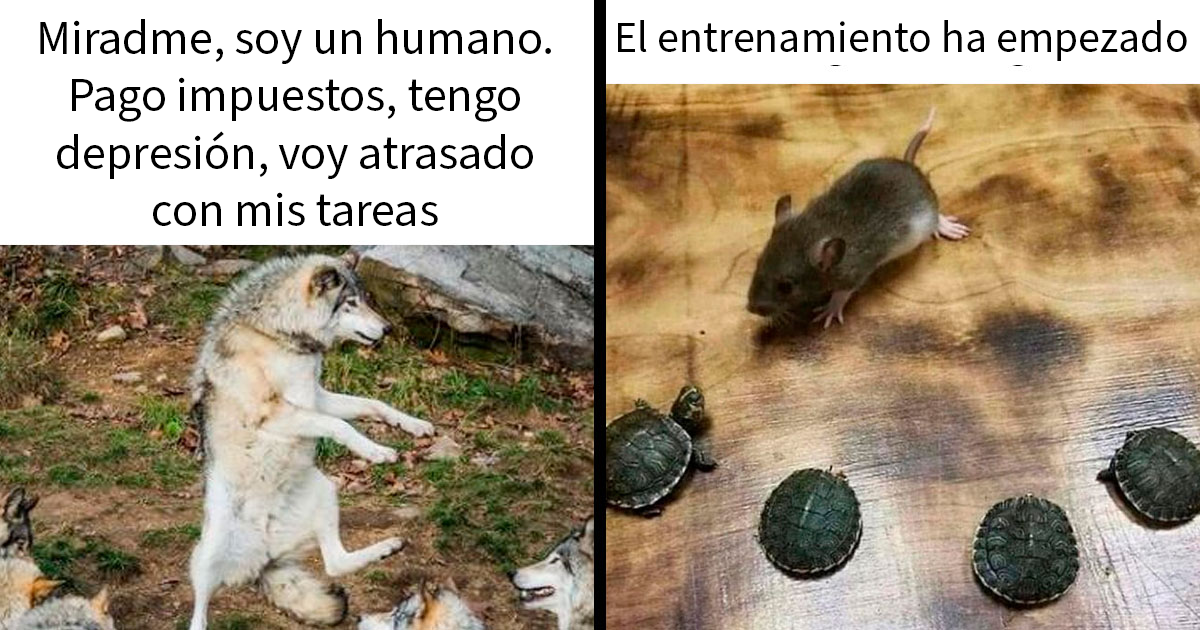 20 Divertidos memes de animales que te derretirán por dentro