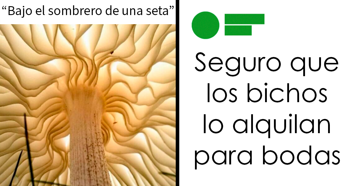 20 Comentarios que acabaron siendo mejores que la publicación original