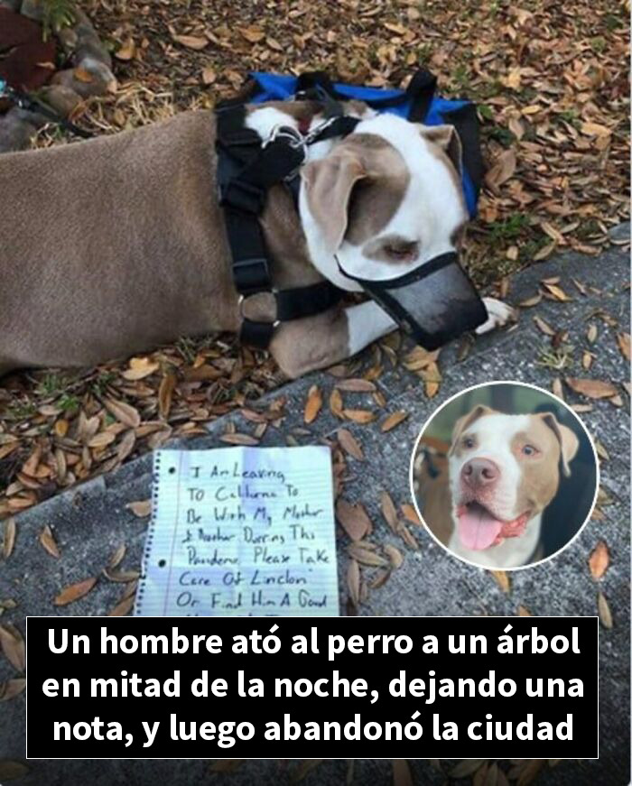 Perro atado a un árbol en la noche con nota, historia de rescate animal que cambió su vida
