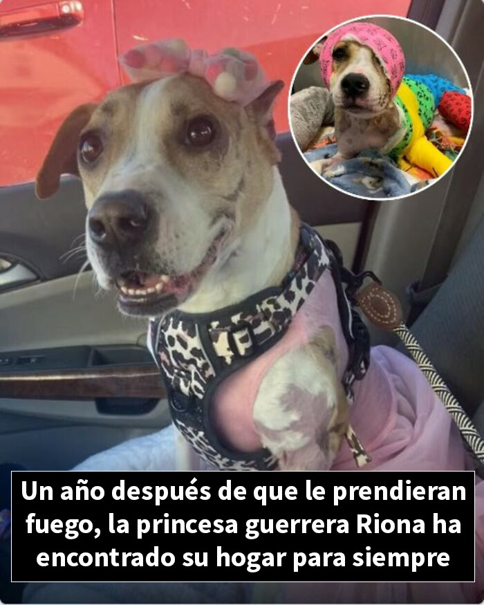 Perro rescatado tras incendio ahora feliz con su nuevo hogar, historia de animales ayudados