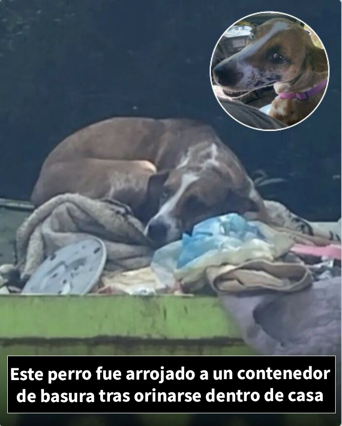Perro tirado en contenedor de basura por orinar dentro de casa