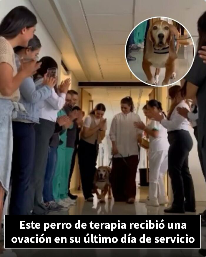 Perro de terapia recibe ovación en su último día de servicio