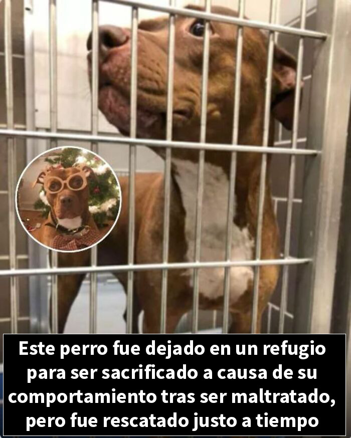 Perro fue dejado en refugio para sacrificio por maltrato pero es rescatado a tiempo