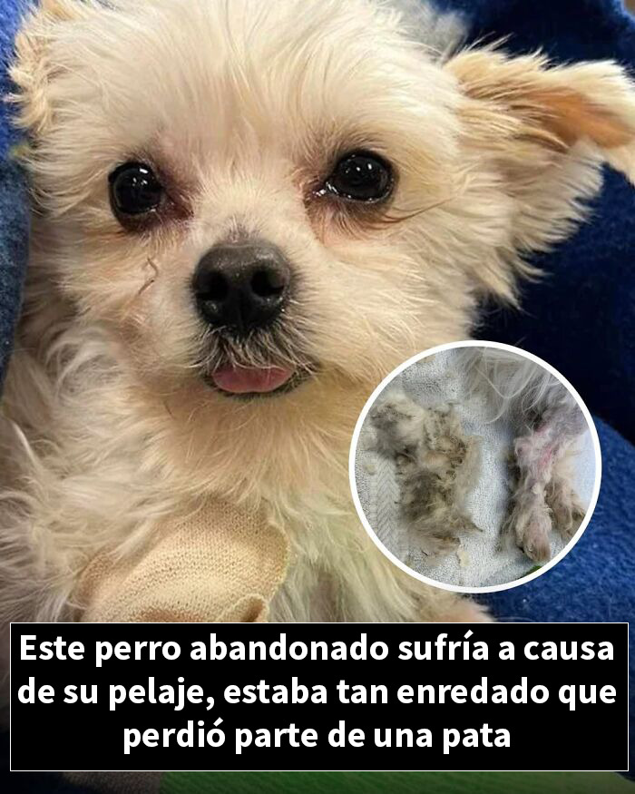 Perro abandonado sufre por pelaje enredado y pierde parte de una pata rescatado después