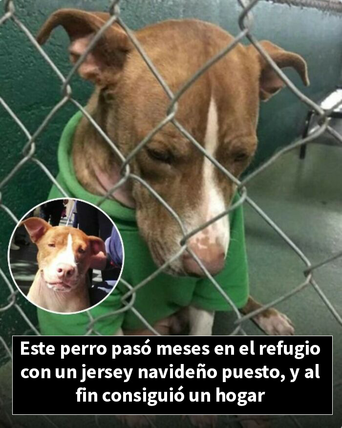 Perro con jersey navideño pasa meses en refugio y finalmente encuentra un hogar