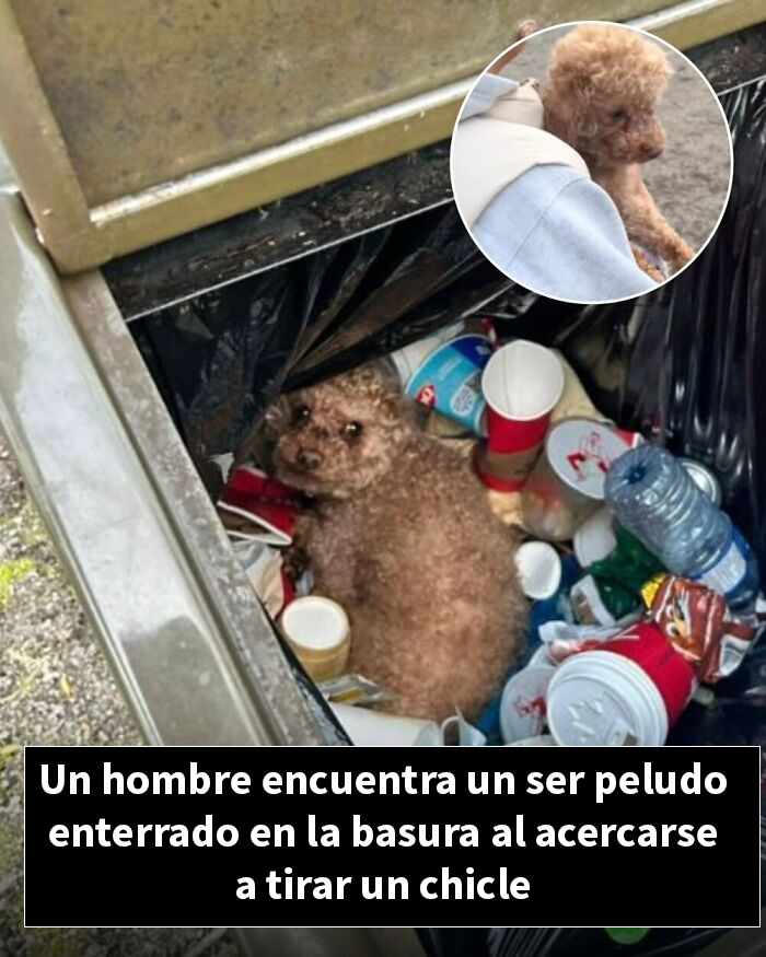 Perro pequeño rescatado de basura tras ser encontrado enterrado entre desperdicios