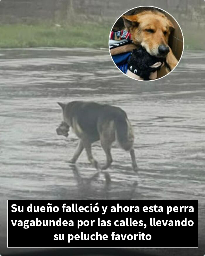 Perra vagabunda lleva su peluche favorito tras fallecer su dueño