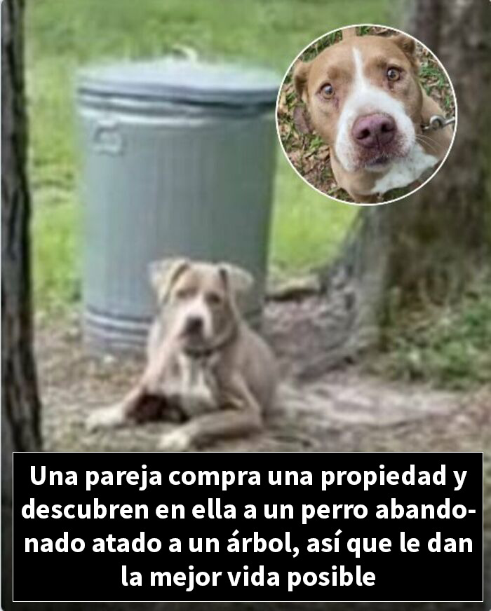 Perro abandonado encontrado atado a árbol en propiedad recién comprada
