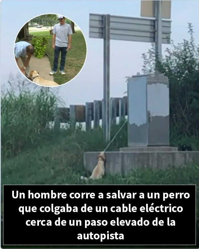 Hombre salva a perro colgado de cable eléctrico cerca de paso elevado en autopista