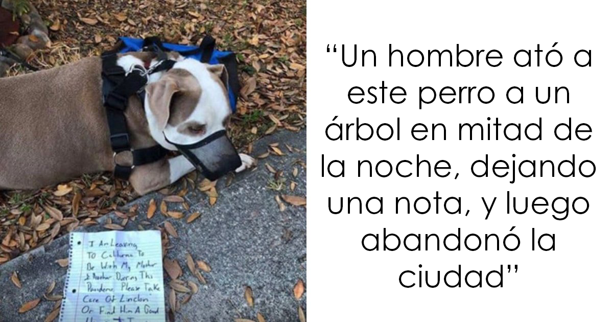 12 Historias de animales cuyas vidas cambiaron después de que alguien por fin los ayudara