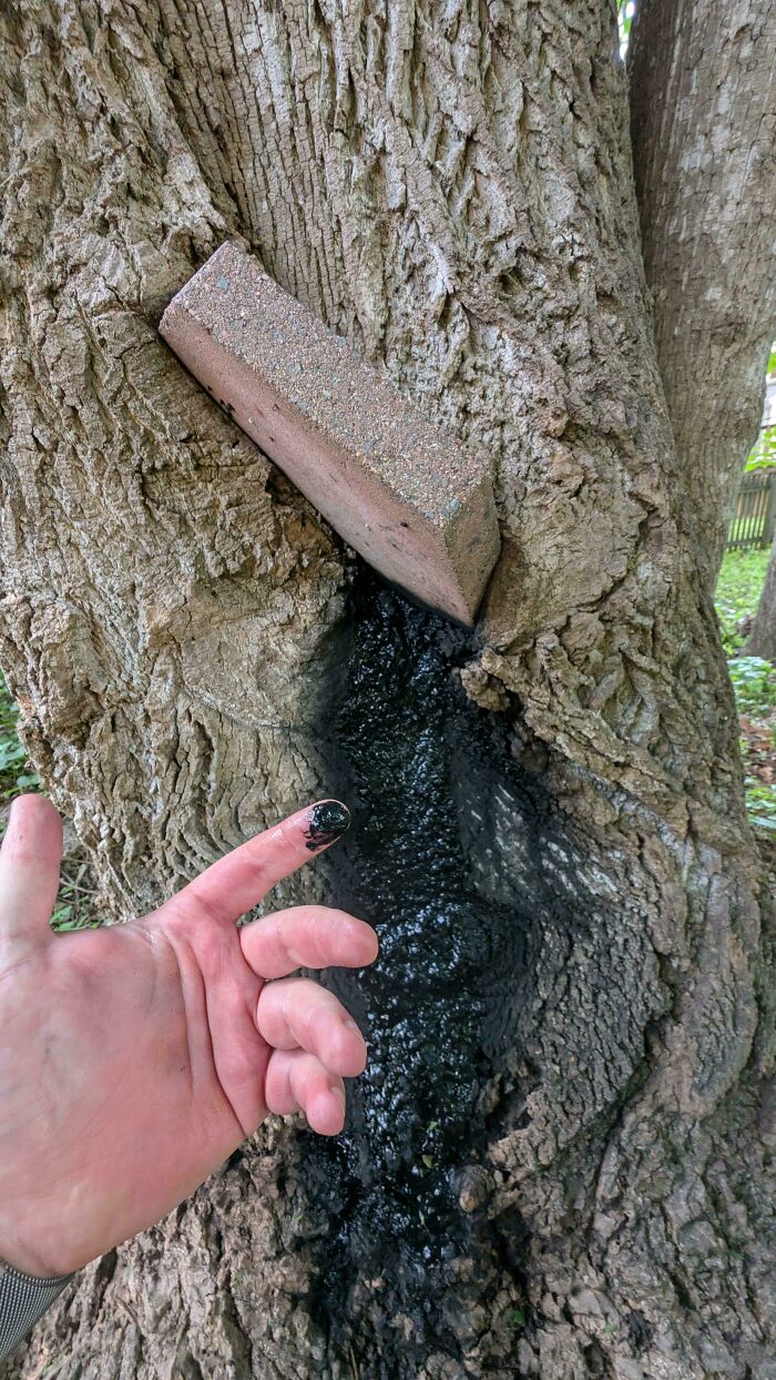 Opinión sobre un líquido negro o pringue que parece salir de un árbol