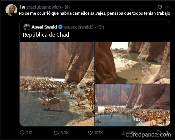 Camellos con trabajo