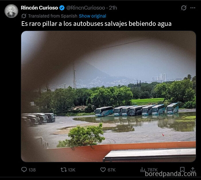 Autobuses salvajes