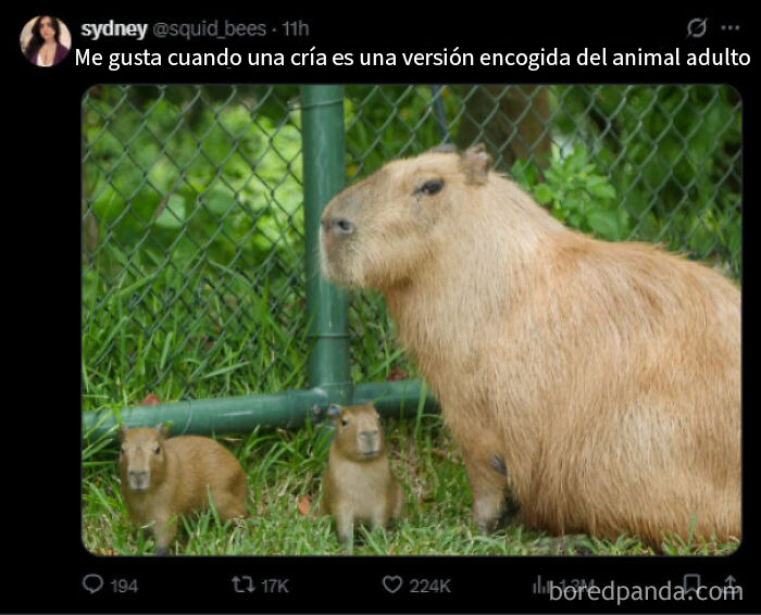 Versión encogida