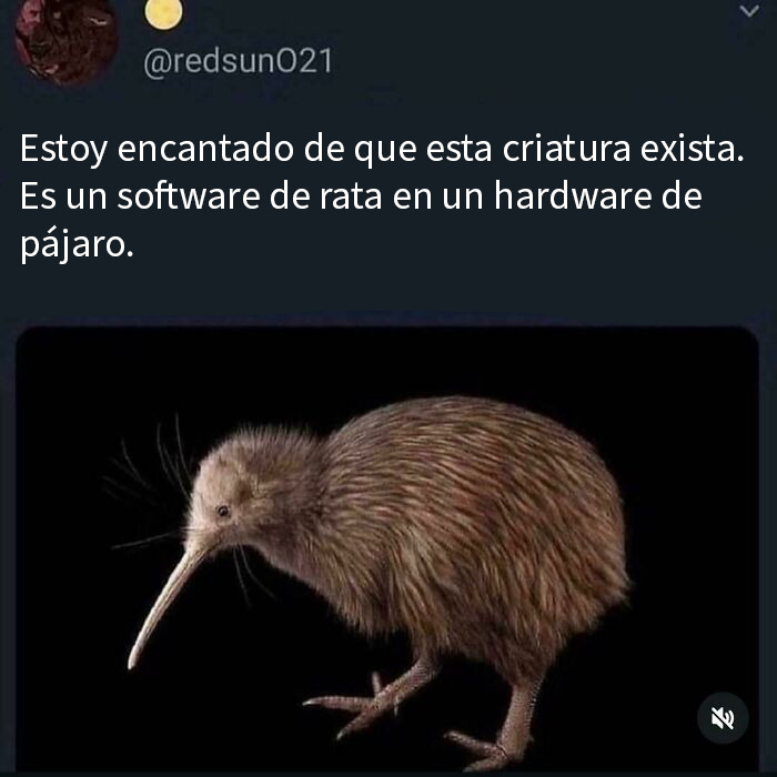 Con ustedes el kiwi