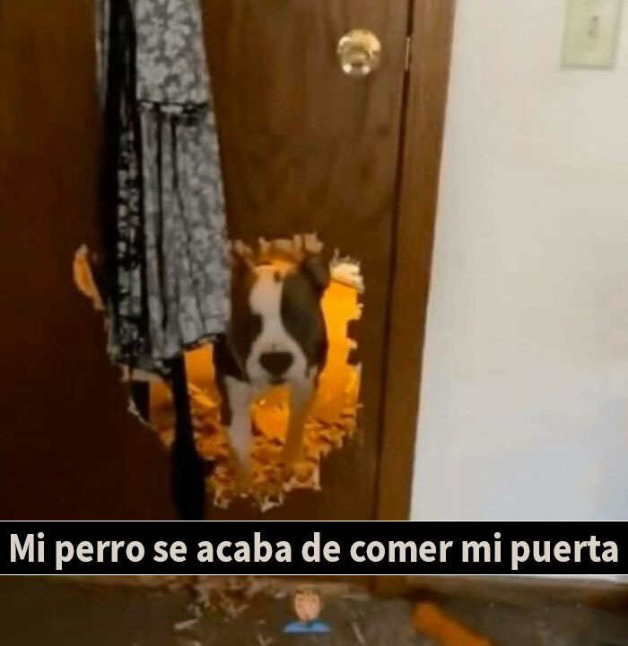 Thousands Of People Follow This Page For Its Chaotic And Funny Pics, Here Are 99 Of The Best Ones