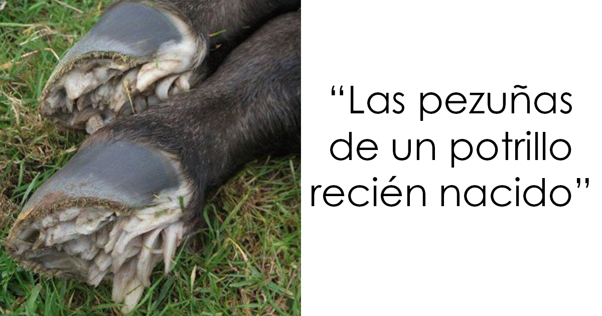 20 Fotos que parecen normales hasta que conoces su secreto