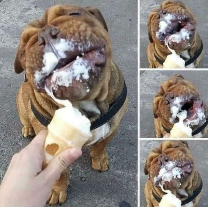 Perrete probando el helado por primera vez