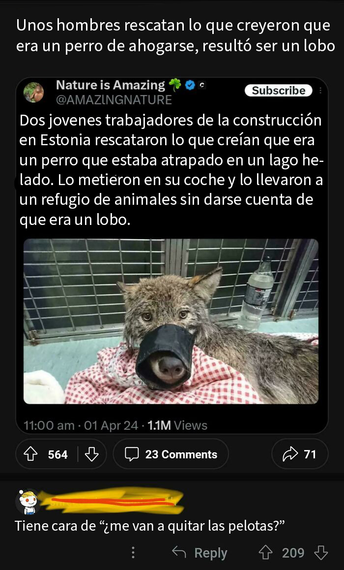 Era un lobo
