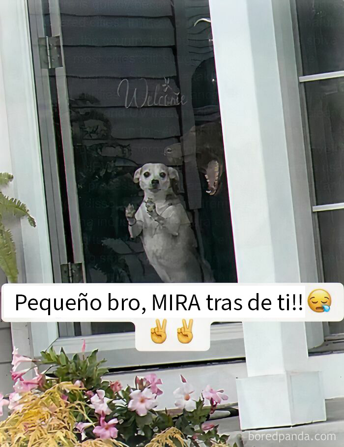 52 Chaotic Memes That Are Exactly As Unhinged As You’d Expect