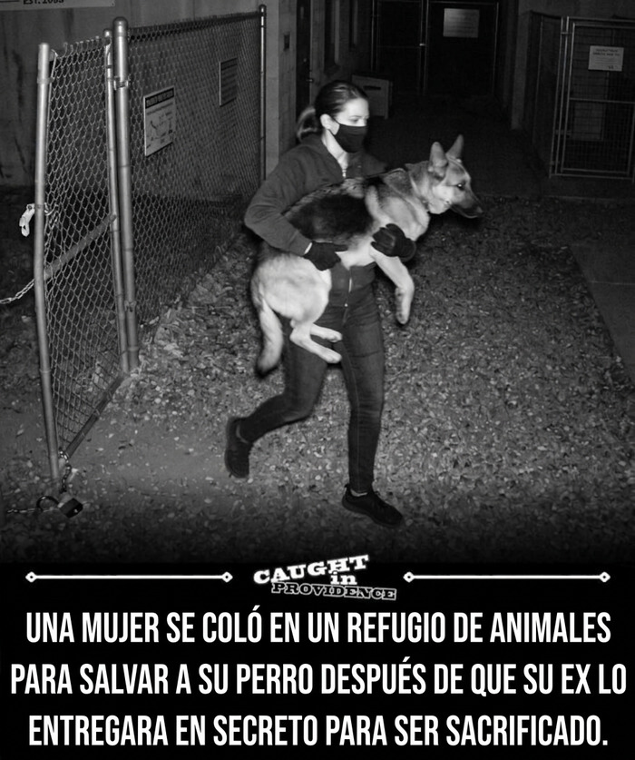 ¿Es moralmente aceptable entrar a un edificio y violar la propiedad privada para rescatar a un perro que iba a ser sacrificado?