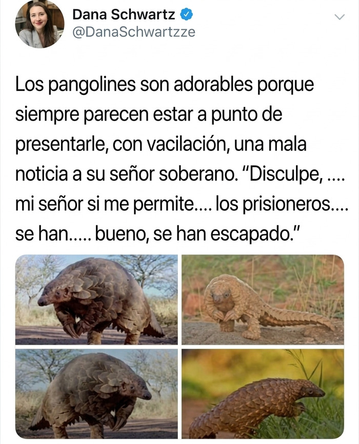 Why Pangolins Are Cute