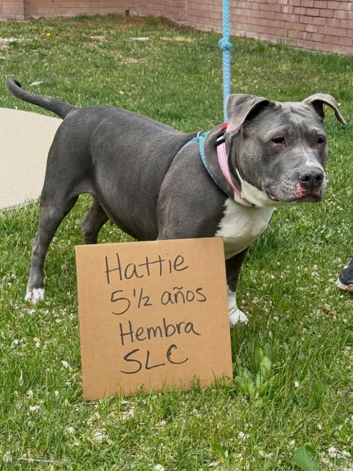Hattie