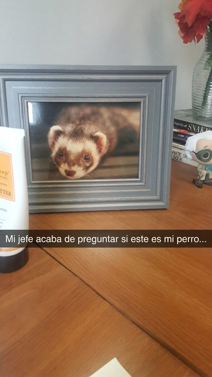 Un perrete encantador