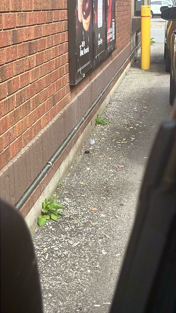 ¿Por qué los fumadores no consideran las colillas como basura?