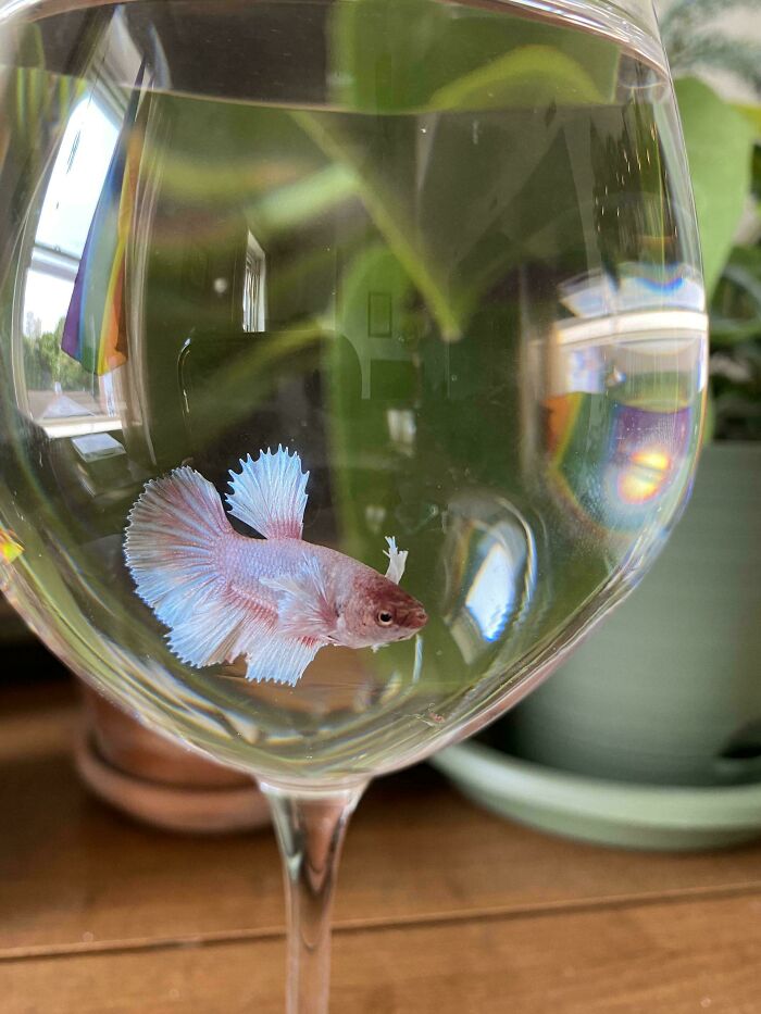 Los centros de mesa de la recepción nupcial presentaban peces Betta. Los novios planeaban tirarlos vivos por el inodoro.