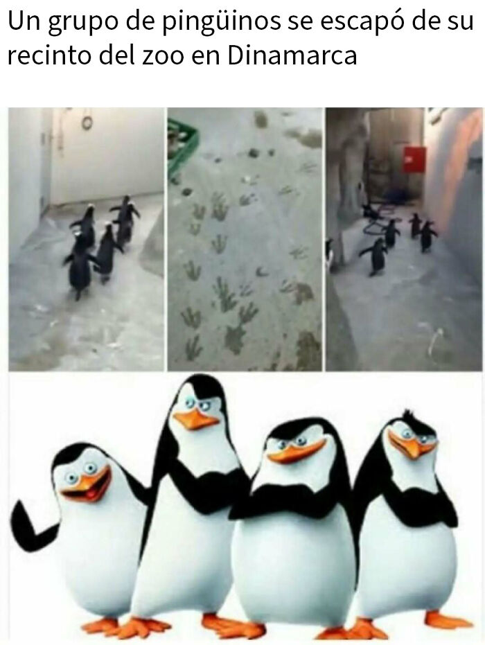 79 Funny Animal Memes To Turn Your Day Around