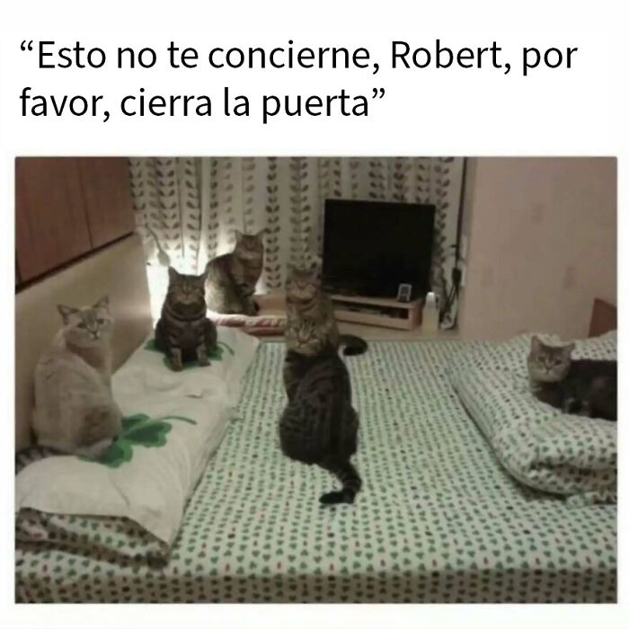 79 Funny Animal Memes To Turn Your Day Around