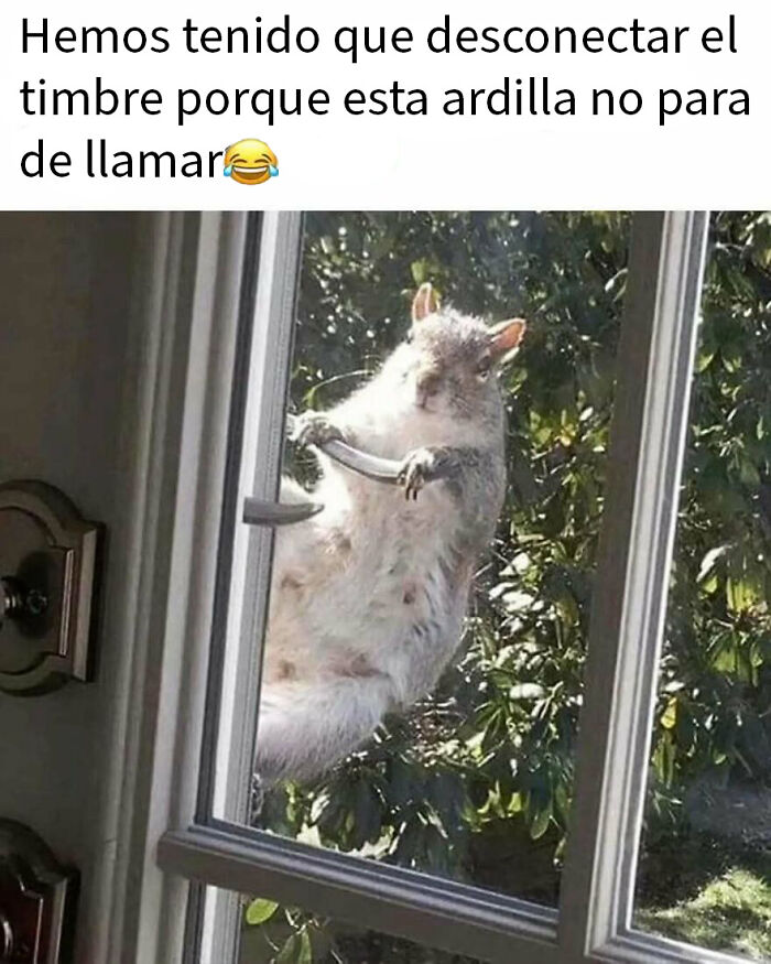79 Funny Animal Memes To Turn Your Day Around