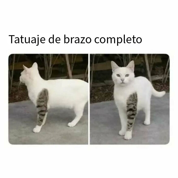 79 Funny Animal Memes To Turn Your Day Around