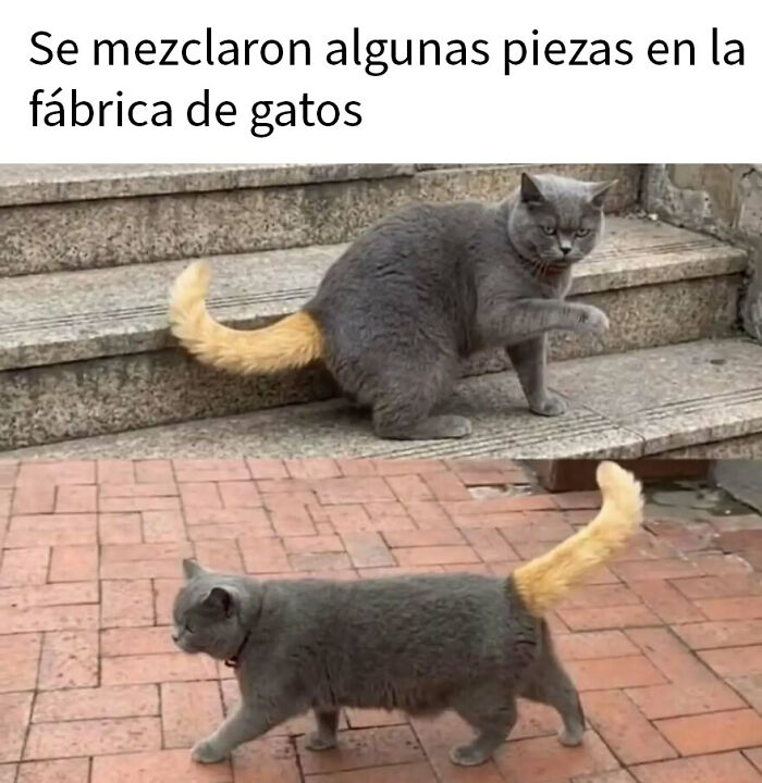 79 Funny Animal Memes To Turn Your Day Around