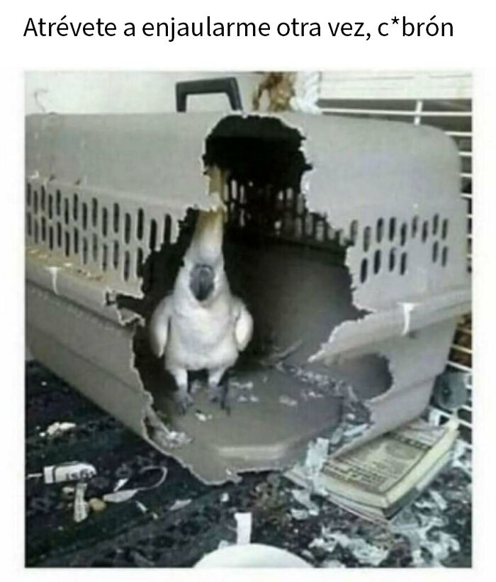 79 Funny Animal Memes To Turn Your Day Around