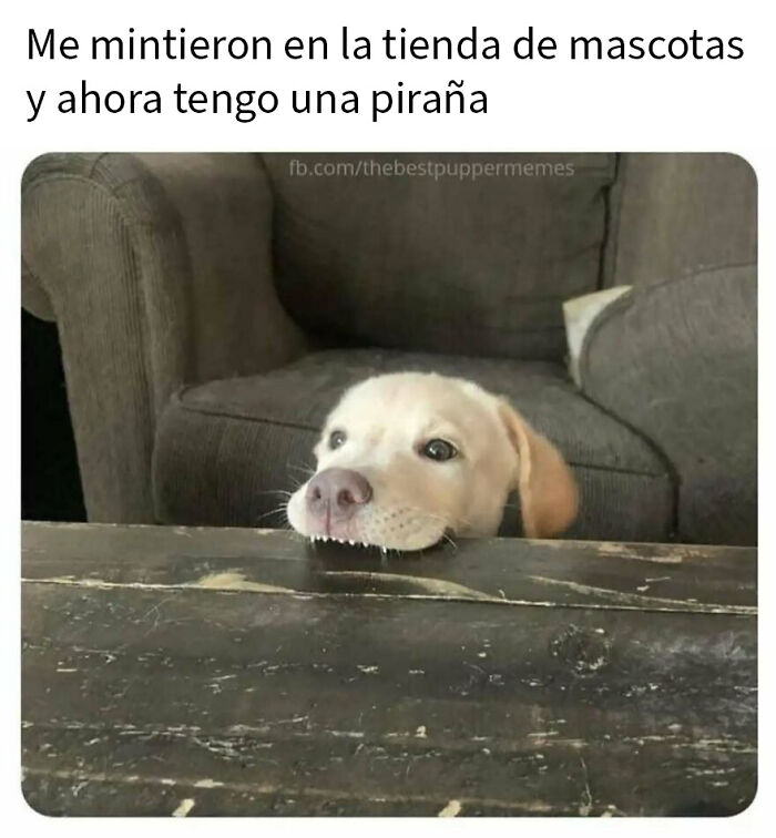 79 Funny Animal Memes To Turn Your Day Around